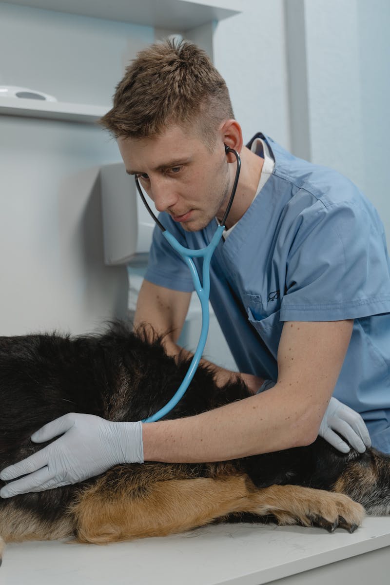 Veterinarska ambulanta Raunig