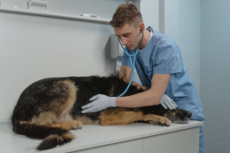 Mačka kod veterinara